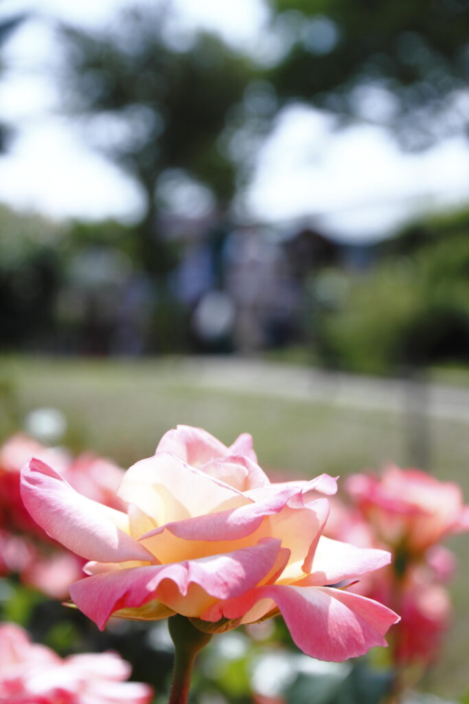 京成バラ園