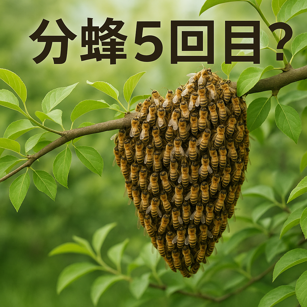 分蜂5回目？